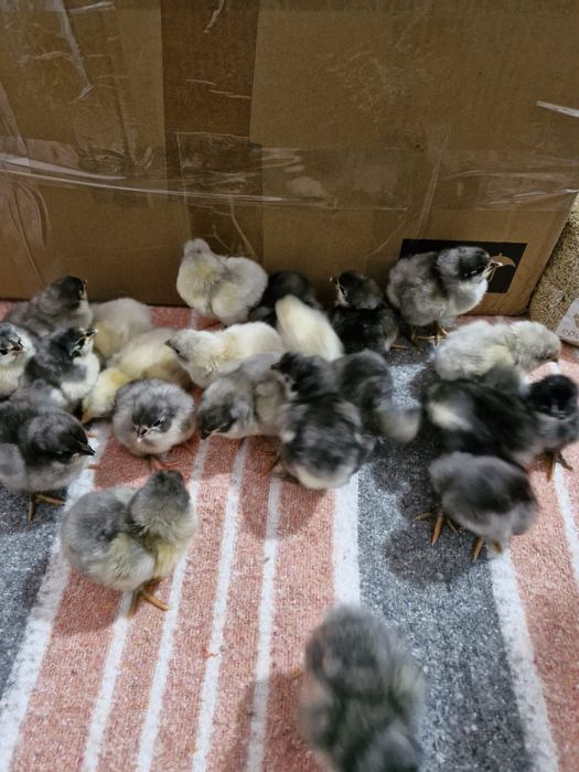 Pui Australorp 1 săptămână