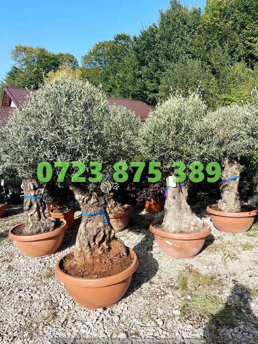 Plante Decorative de Vârf – Vizualizare Live la Expediere