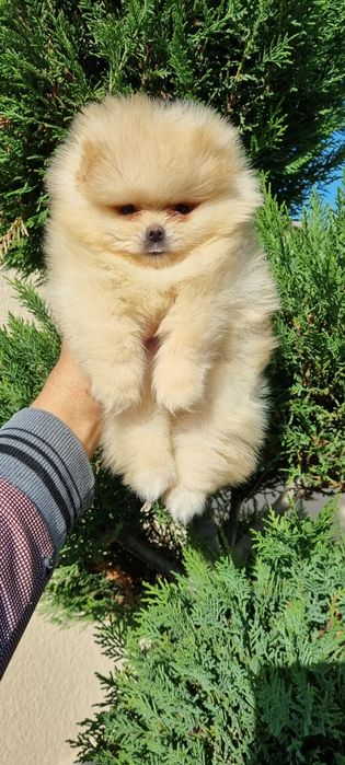 Померан померанче