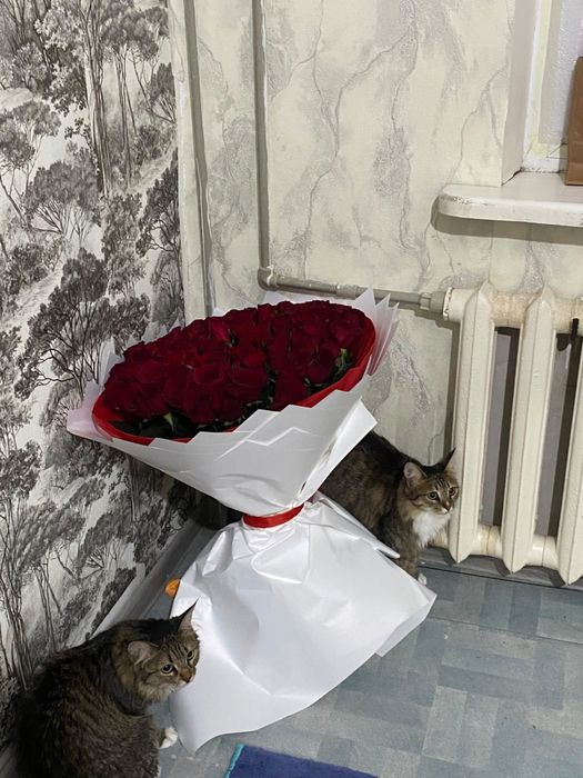 цветы 101шт  роза