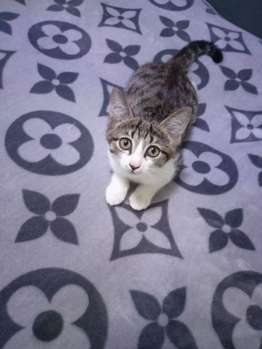 Пристраивается котёнок