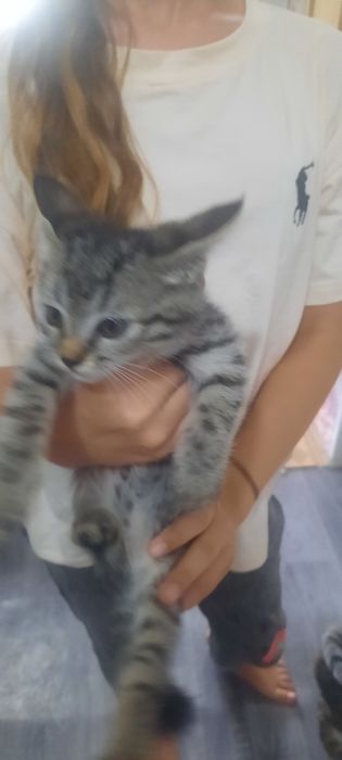 Отдаю котят в добрые руки