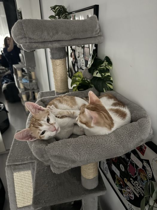 Puiuti de pisica pentru adoptie responsabila!