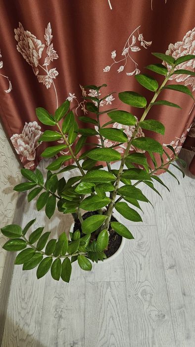 Замиокулькас продам