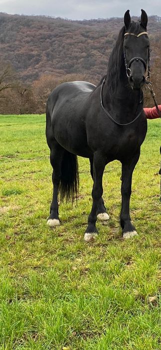 Disponibila Manza Friziana