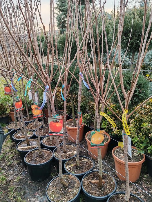 kaki , smochin , rodie , kiwi la ghiveci