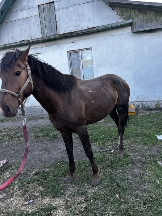 Продам Айғыр 8лет