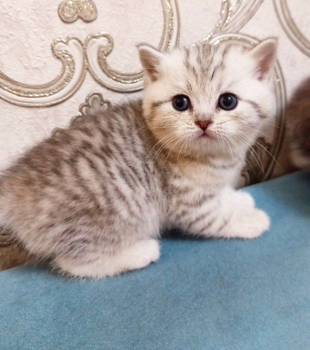 Кот Мальчик (Tayson) британ стра