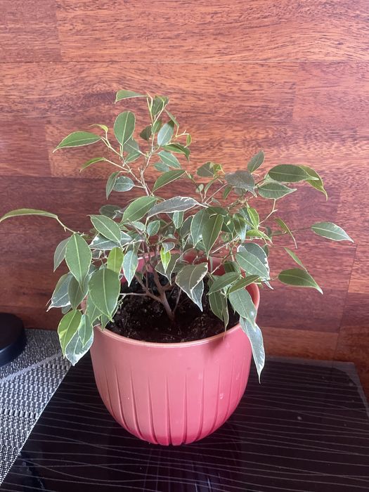 Красивые, пушистые Фикусята  .