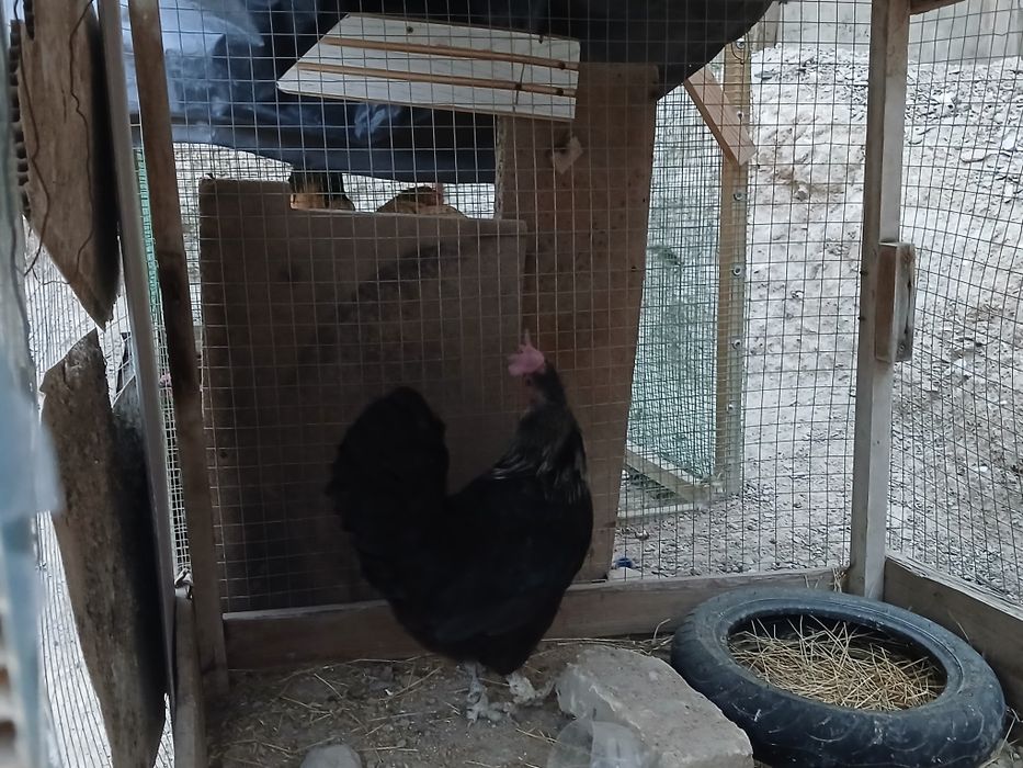 Tovuqlar sotiladi hammasi sog'lom yaxshi xolda narxlar insof bn quylgn