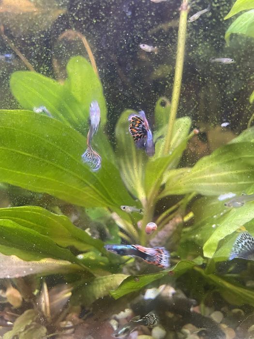 гуппи дамбы слоновая ухо