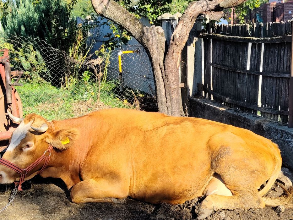 Vând vaca buna de lapte