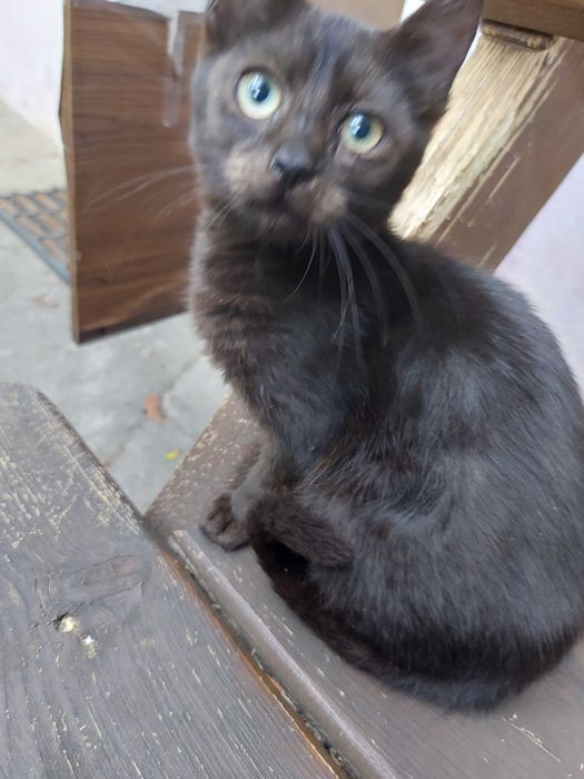 Pisici pentru adoptie
