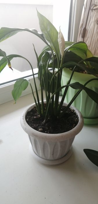 Цветы-Женское счастье