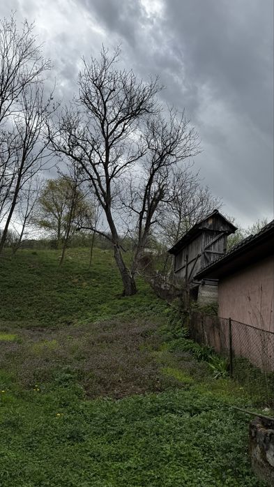 Vand nuc netaiat vechi de peste 100 de ani