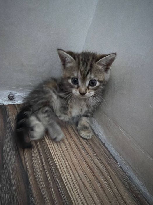 Милые котята , один мальчик и две девочки