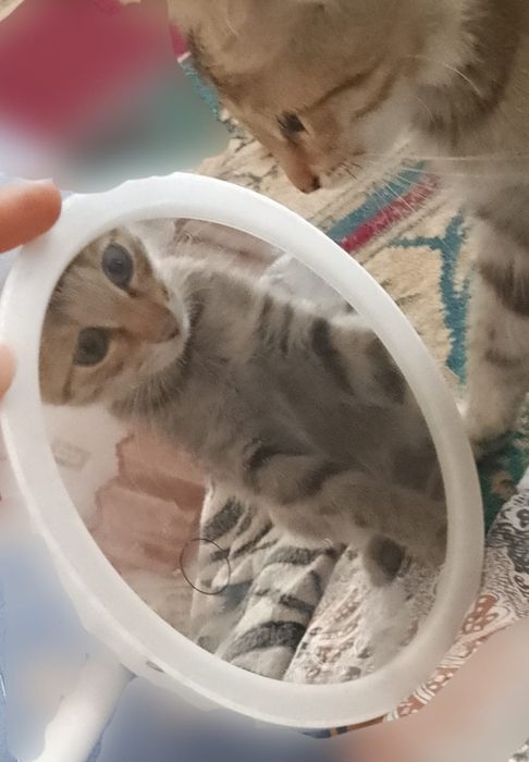 Одам бесплатно кошку