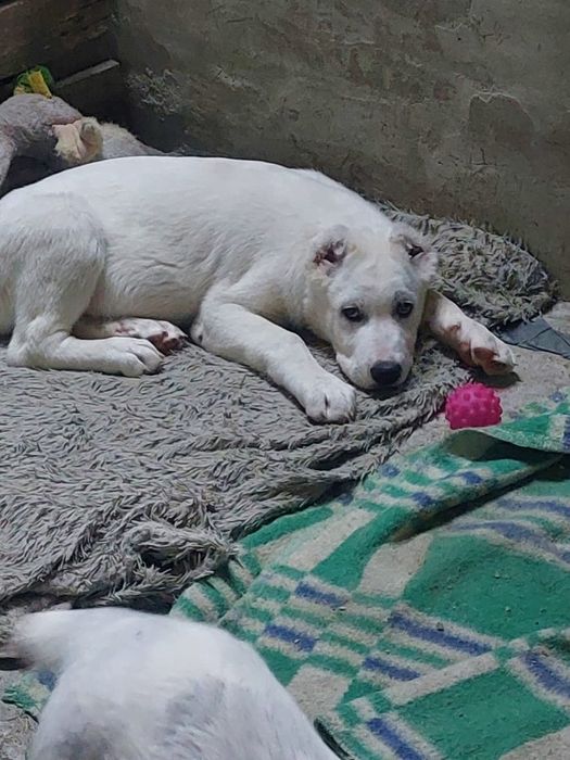 Предлагаются щенки САО