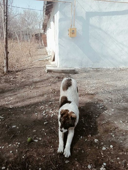 Собака //мальчик//еркек кавказ