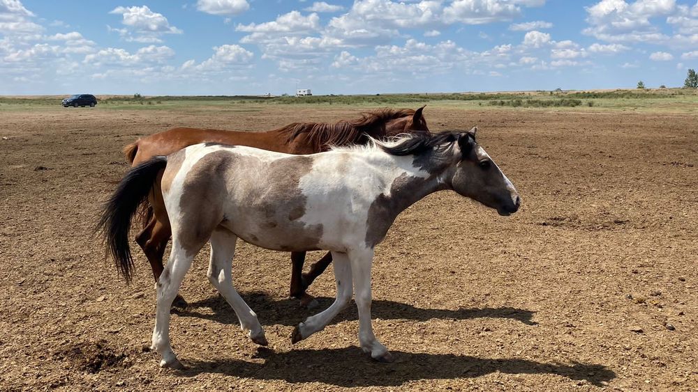 2 ат, 5 дөнен, 3 құнан