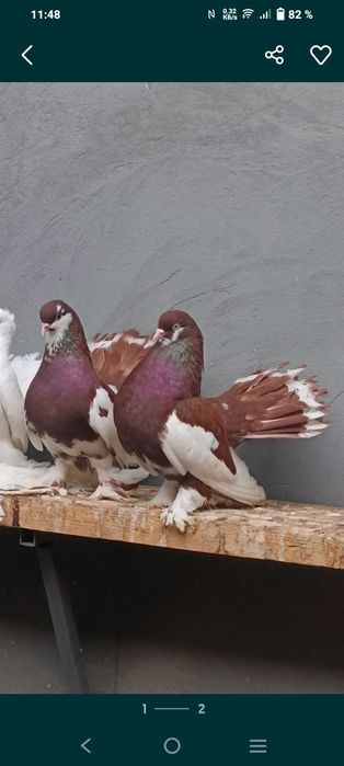 Продаются статные голуби