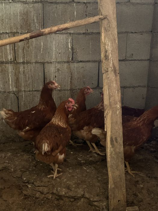 Продам курей ломан браун
