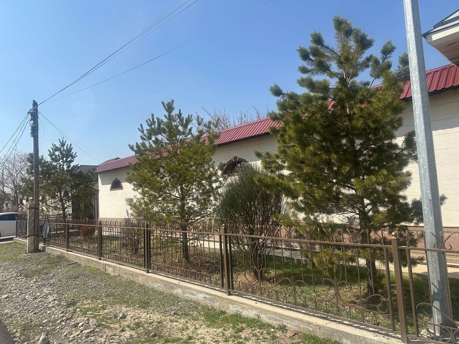 Сосна талы / дерево