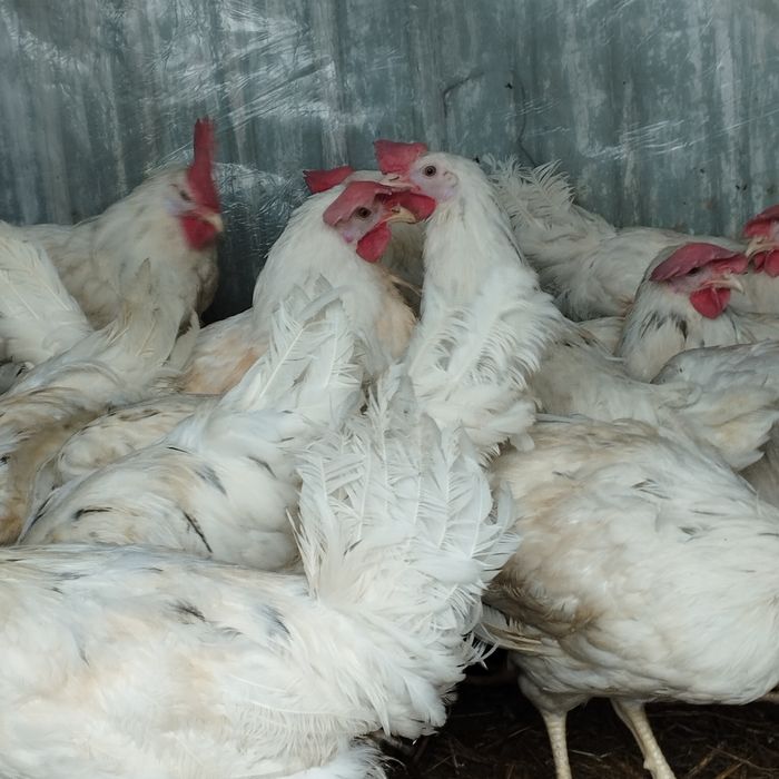 Продам куры домашние