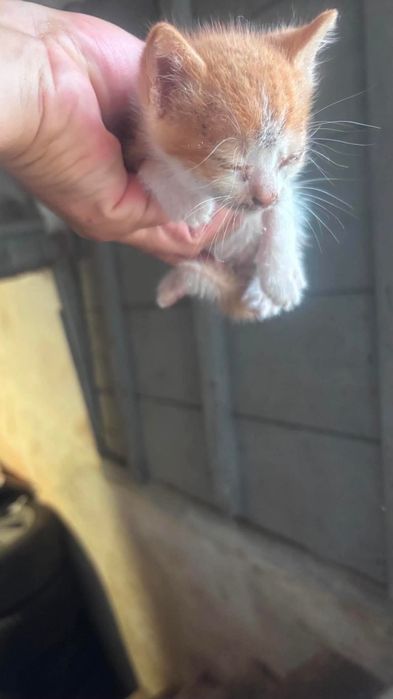 ПОДАРЯВАТ СЕ малки котенца