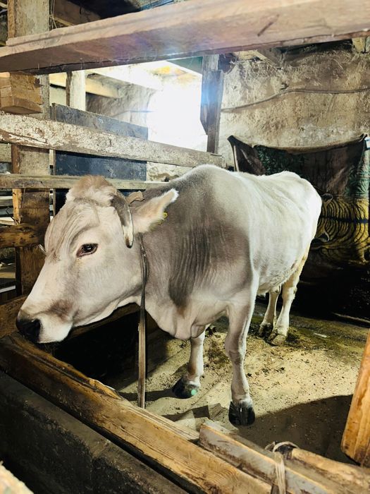 Бордақы сиыр сатылады, Қаскеленде