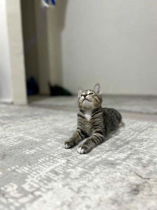 котенок в добрые руки