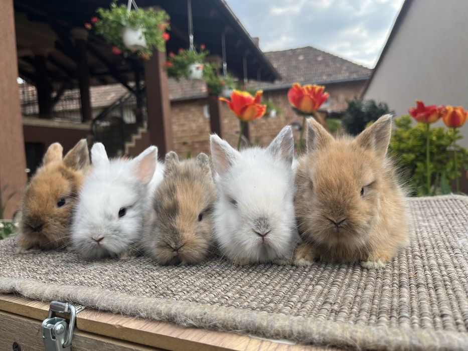 Iepurasi cap de leu pitic