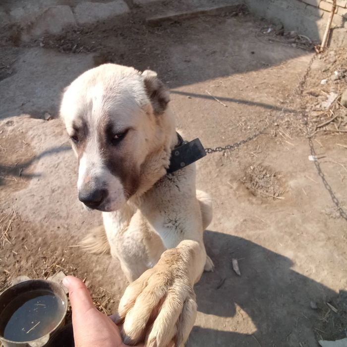 Алобай 1 ёшар булди