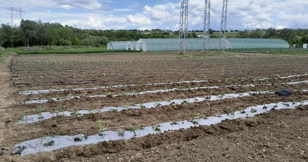 Оранжерийно стопанство с 24 дк земя