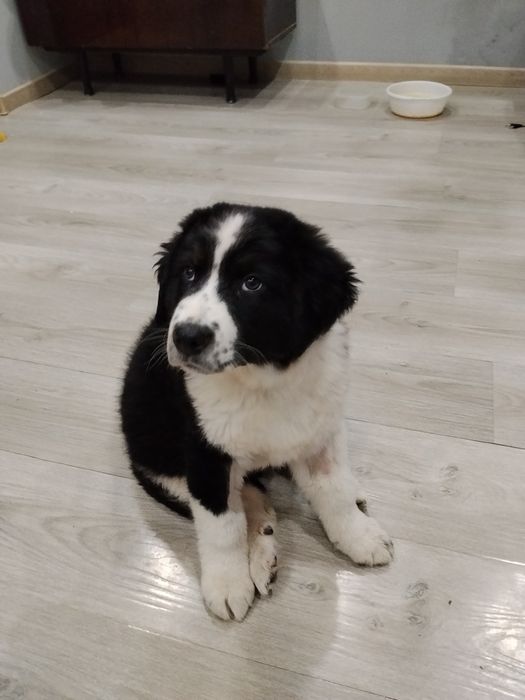 Отдаю щенка в добрые руки!