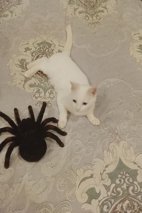 Отдам кошку ангорку в хорошие руки. Глаза голубые