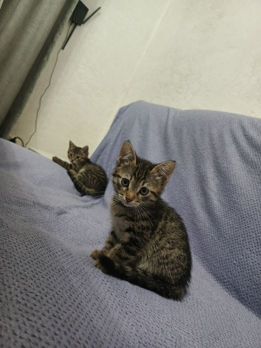 Бесплатно котёнок