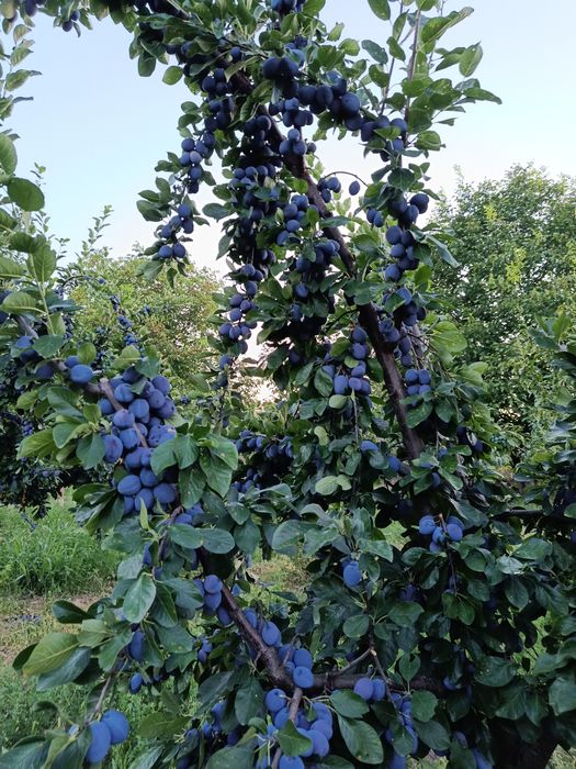 Prune de masă și țuică