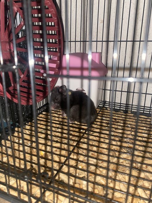 Продап синийских хомяков