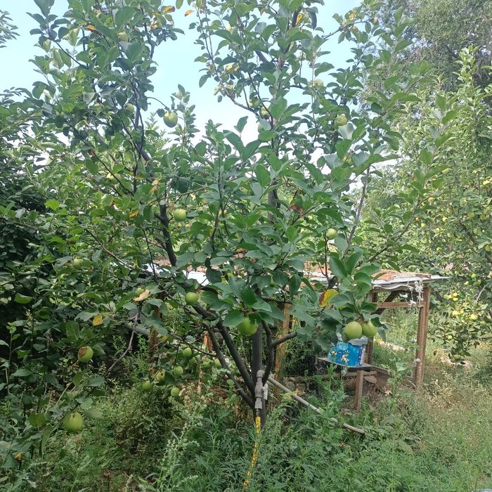 Яблоня карликовая