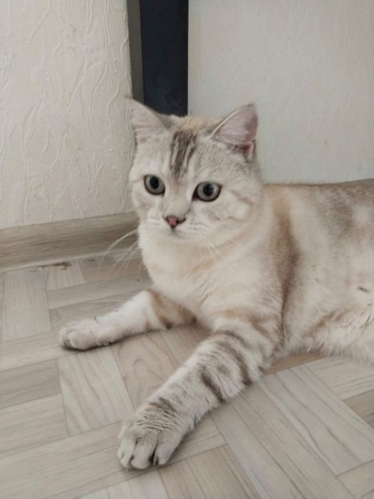 отдам кота шотландца