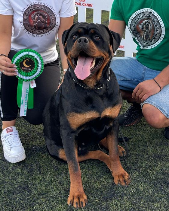 Pui Rottweiler mascul cu pedigree