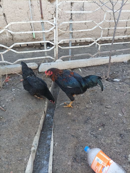 Dakan xoʻroz sotiladi