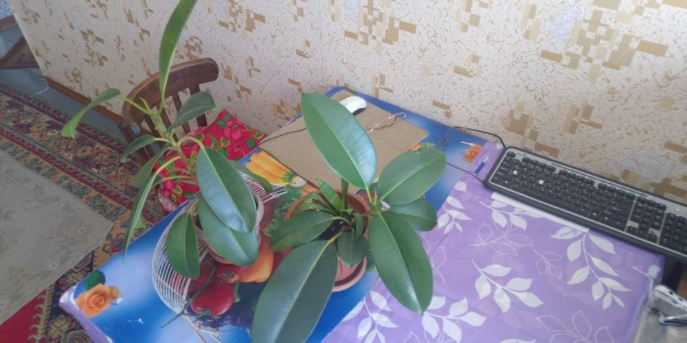 Разные Комнатные Растения.