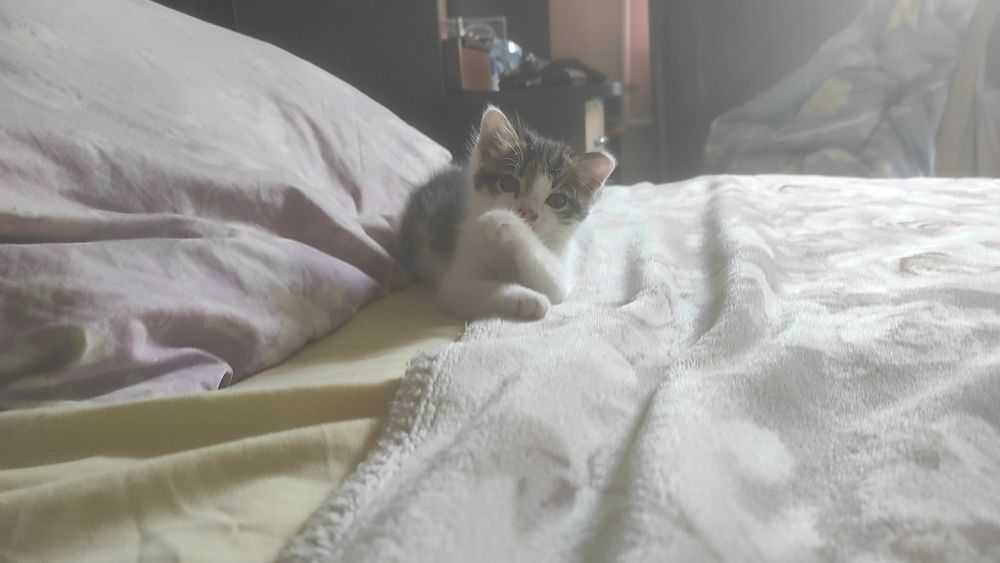 Отдаю котенка в хорошие руки,