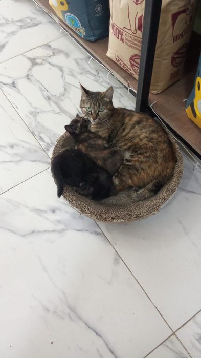 Кошечка бесплатно