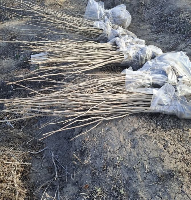 Саженцы, Тал сатылады