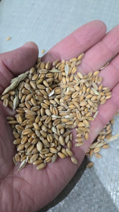 ячмень , пшеница , овес , зерно отход