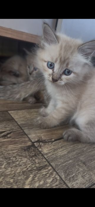 Отдам котят в добрые руки