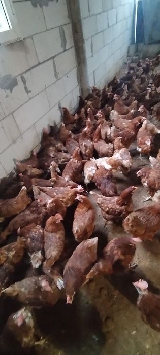 Găini tinere la sol - 20 lei/buc - Comandă minimă 20 buc